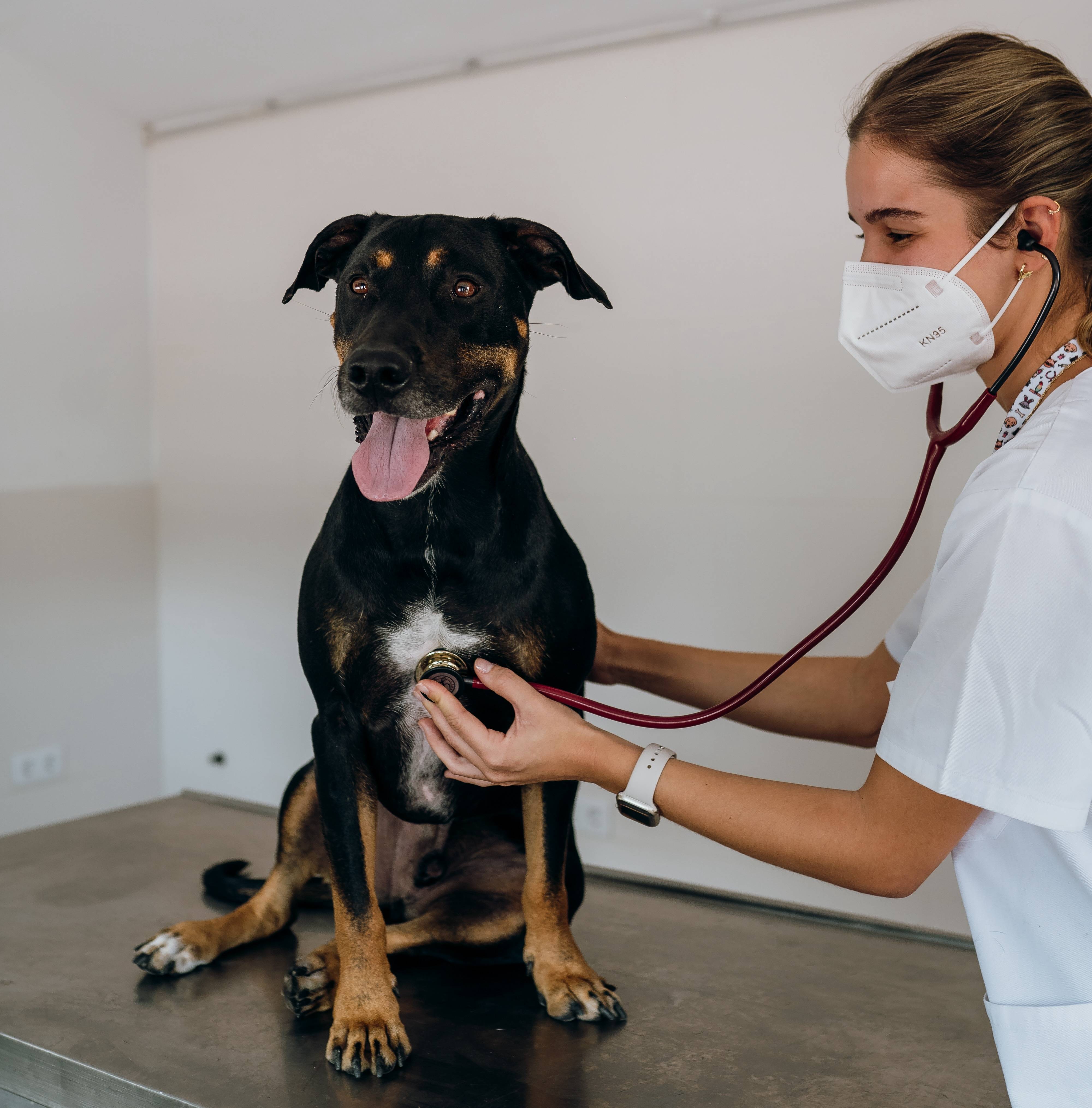 Veterinario Candi Dog Menu